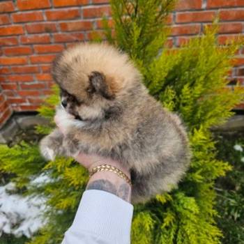 Najlepsi Pomeranci Boo