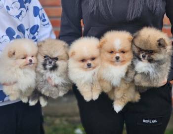 Najlepsi Pomeranci Boo