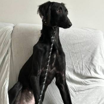 Saluki štenci, jedinstvena prilika