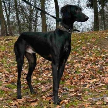 Saluki štenci, jedinstvena prilika