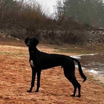 Saluki štenci, jedinstvena prilika