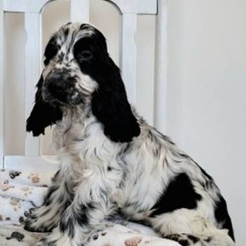 Koker španijel štenci, izložbenog potencijala