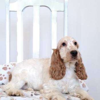 Koker španijel štenci, izložbenog potencijala