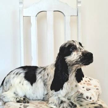 Koker španijel štenci, izložbenog potencijala