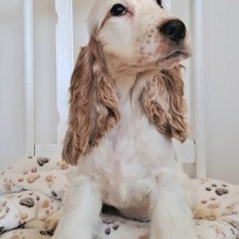 Koker španijel štenci, izložbenog potencijala