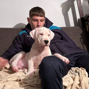 Dogo Argentino, štene