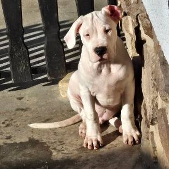 Dogo Argentino, štene