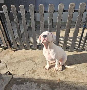 Dogo Argentino, štene