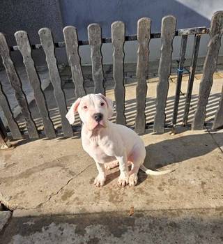 Dogo Argentino, štene