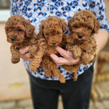 Crvene pudle toy, od oba roditelja u mom vlasnistvu