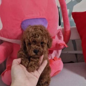 Prodajem preslatke toy pudlice