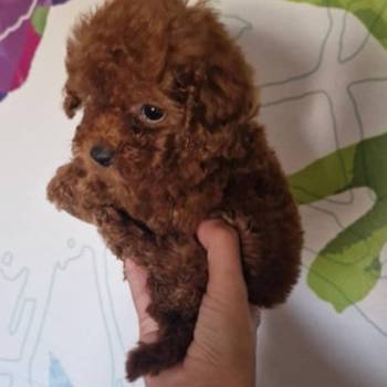 Prodajem preslatke toy pudlice