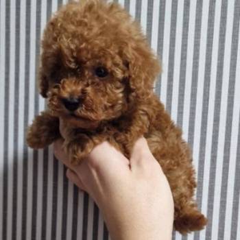 Prodajem preslatke toy pudlice