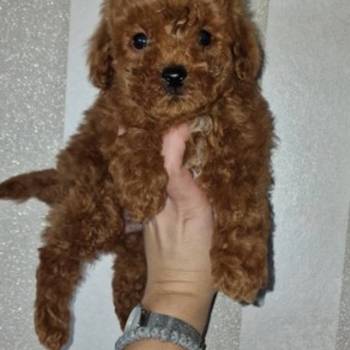 Prodajem preslatke toy pudlice