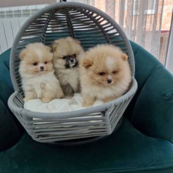 Pomeranci preslatki, malene bebice