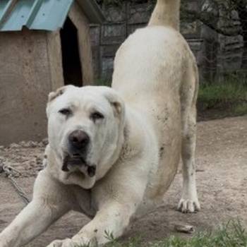 Srednjeazijski Ovcar - Azijat, ženka