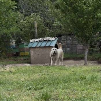 Srednjeazijski Ovcar - Azijat, ženka