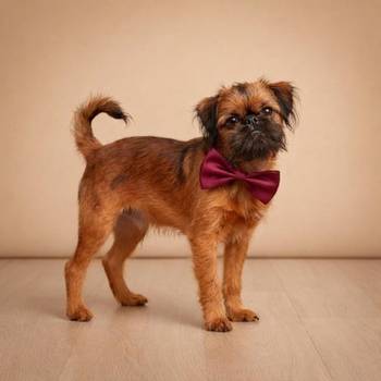 Briselski grifon, vrhunsko muško štene