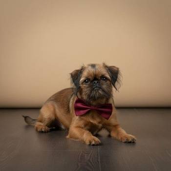 Briselski grifon, vrhunsko muško štene