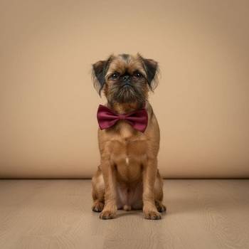 Briselski grifon, vrhunsko muško štene