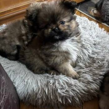 Pufne od mame si cu i tate pomeranca