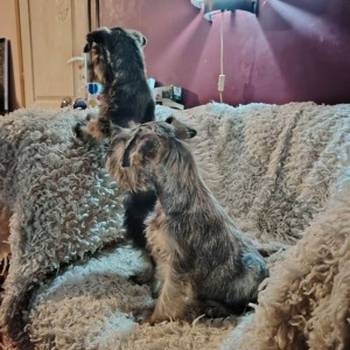 Štenci patuljastih šnaucera