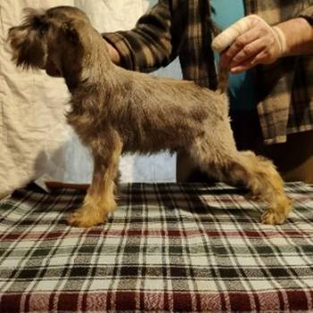 Štenci patuljastih šnaucera