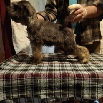 Štenci patuljastih šnaucera