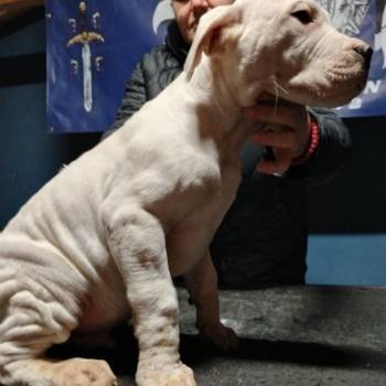 Dogo Argentino štenci