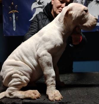 Dogo Argentino štenci