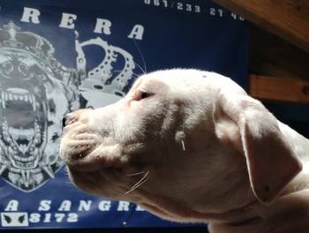 Dogo Argentino štenci