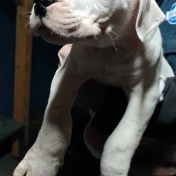 Dogo Argentino štenci