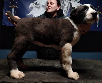 Srednjeazijski ovčar štenci