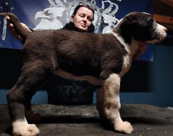 Srednjeazijski ovčar štenci