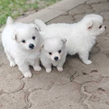 Nemački špic, štenci snežno bele boje