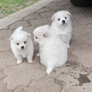 Nemački špic, štenci snežno bele boje