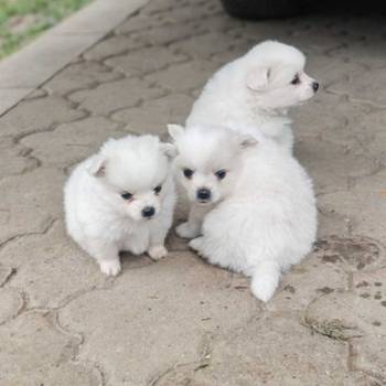 Nemački špic, štenci snežno bele boje