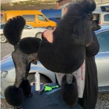 Vrhunsko leglo velikih PUDLI