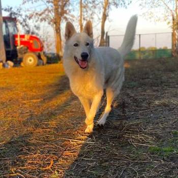 Beli Švajcarski Ovčar štenci