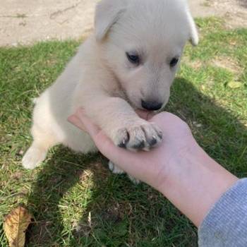 Beli Švajcarski Ovčar štenci