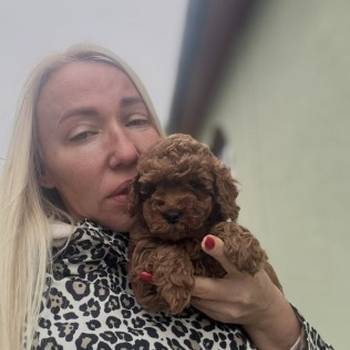 Stenci toy i mini pudle vrhunske genetike