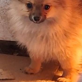 Stenci pomeranskog spica