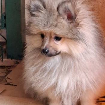 Stenci pomeranskog spica