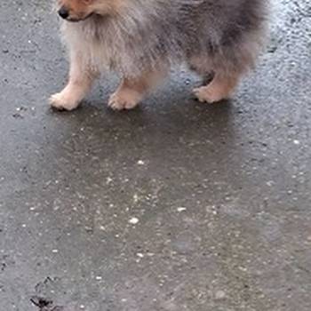 Stenci pomeranskog spica