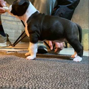 Američki stafordski terijer mužjak I ženka