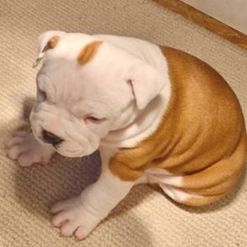 Američki stafordski terijer mužjak I ženka