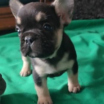 Francuski buldog štenci