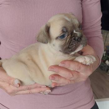 Francuski buldog štenci