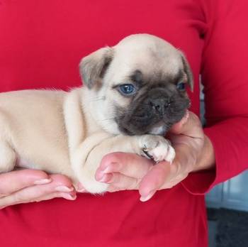 Francuski buldog štenci