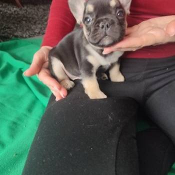 Francuski buldog štenci